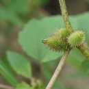 가시도꼬마리Xanthium italicum Moretti 이미지