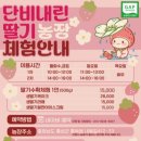 단비네딸기