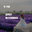 꽃별하얀 | 보라빛 세상, 거창 아스타 국화축제 감악산 꽃별여행