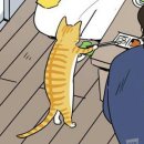 나만고양이없어 이미지