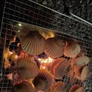 대가야동물병원 | 22.10 고령 우니메이카 캠핑장, 대가야고분전망대