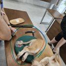 대흥동물병원 | 침산동 오페라 동물병원에서 24살 노견구조 후기-강추 병원/ 천사 수의사분