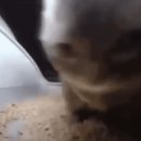 치피치피 이미지