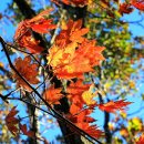 치악산주유소 이미지