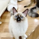 캣플헤븐 이미지