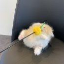 제이제이캣 이미지