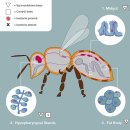 honeybee Vitellogenin 이미지