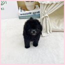 퍼피댕 안심분양소 강아지분양 애견입양 천안아산점 이미지