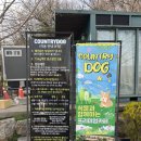 컨트리애견 | 용인 애견카페 컨츄리독 힐링파크 후기 넓은 운동장에서 뛰어노는 힐링공간