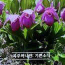 난초 - 금정구 | 난초