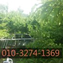 맹호농장 이미지