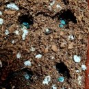 장파농장 이미지