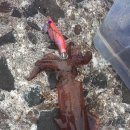 해수피아 이미지