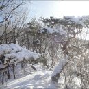 호남고래