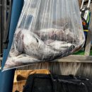 킹콩낚시 이미지