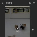 하이멍멍 이미지