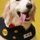 강아지대학로 이미지