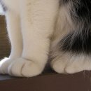 고냥이네 이미지