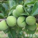 매실
