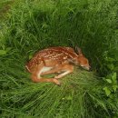 TEAM WILD WOLF 이미지