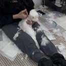 [미용 후기] 꼼이와의 교감미용 (고양이 미용실,대학동고양이미용실)