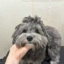 둥둥펫살롱 이미지