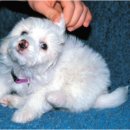 강앤정동물병원 이미지