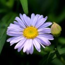 해국 | 체지방 감소에 도움을 주는 "해국추출물🌿"기전, 효능, 부작용, 후기 총정리