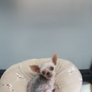 the 굿 dog 이미지