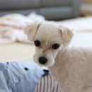 파크애비뉴엘 이미지