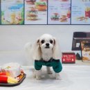 강아지풍경