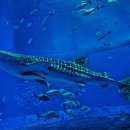 오리온농장 이미지