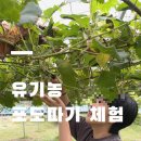 영광포도원 이미지