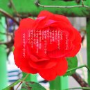 일우 이미지