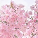 스머프마을 이미지