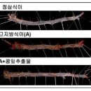 칡에 콩을 접목하면 성공할까요? 이미지