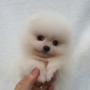 전화애견사 네이버블로그