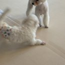 하이댕댕 이미지