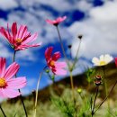 아름다운 이미지