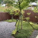 무이림5 이미지