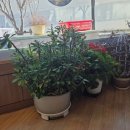 명태명가 이미지