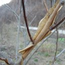 산초나라