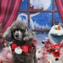 강아지 미용 이미지