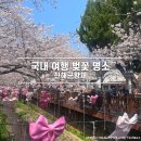 여좌천 | 국내 봄 여행지 벚꽃 명소 2026 진해군항제 여좌천 다녀온 후기 - 주차장 먹거리 셔틀버스