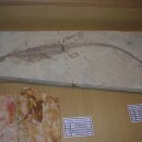 영월화석박물관 이미지