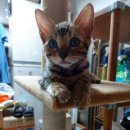 부산뱅갈하우스 이미지