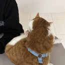 그루밍 루니 이미지