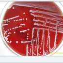 BAP(Staphylococcus haemolyticus)모습 이미지