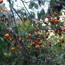 유평농장 이미지