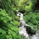 숲속의 계곡 이미지